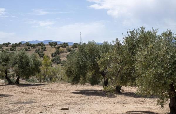Imagen de archivo de un olivar afectado por la sequía.