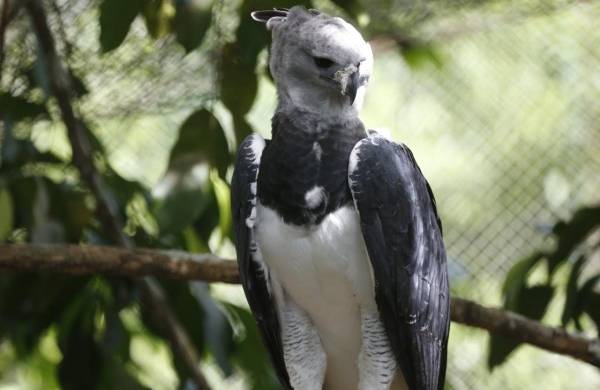 El 10 de abril, Panamá celebra el Día del Águila Harpía