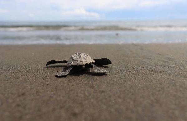 Liberación de tortuga marina en playa El Uverito, Las Tablas.