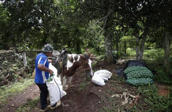 Ubaldino Ovalle, productor de 30 años, carga sacos de mangotín luego de cosecharlo en una finca en Cauchales, un pueblo agricultor a 70 kilómetros de ciudad de Panamá (Panamá).