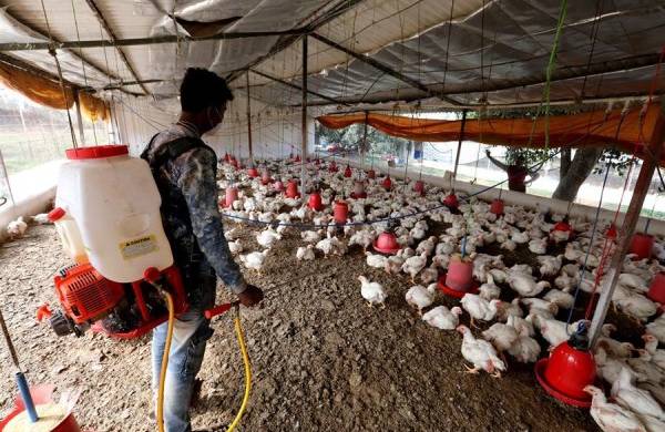 India trata de contener varios brotes de gripe aviar y su contagio a humanos