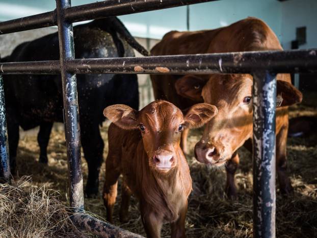 Ganado de razas charoláis, angus y simmental es criado en Finca Centuria, Boquete.