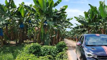 La empresa Chiquita Panamá anunció que mantiene suspendidas de manera indefinida las operaciones en la provincia de Bocas del Toro.