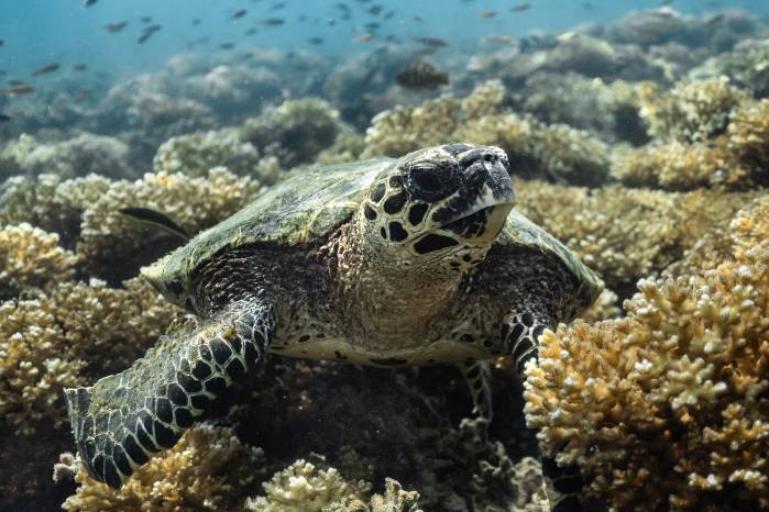 Científicos estudian los patrones de anidación y selección de hábitat de las tortugas.