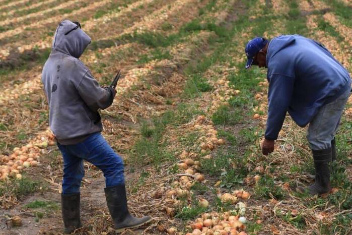 El Niño continúa con las travesuras y la importación de cebollas