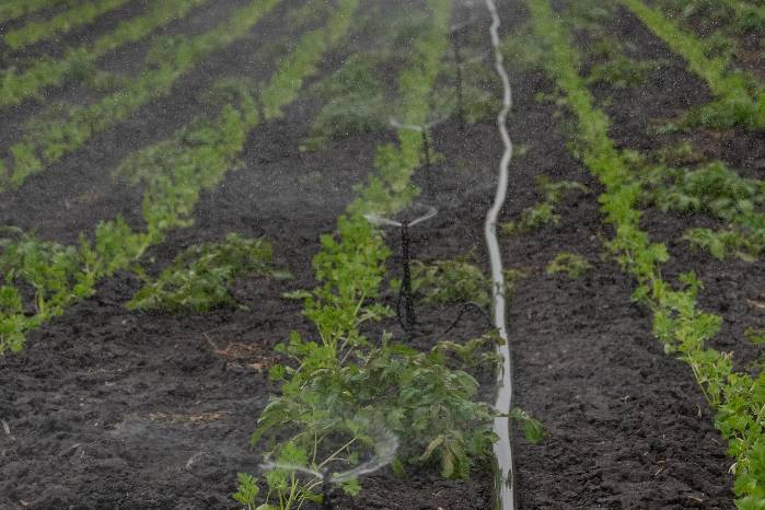 La agricultura en tiempos del carnaval