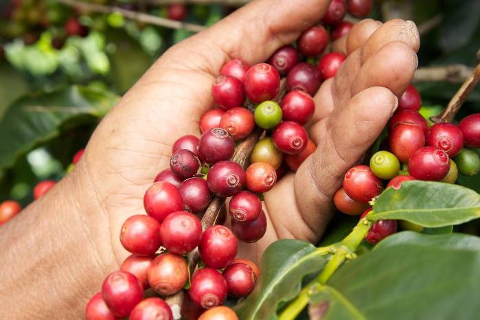 La Zafra del Café no solo busca celebrar la rica tradición cafetera local, sino también impulsar la promoción del café panameño en el ámbito nacional e internacional