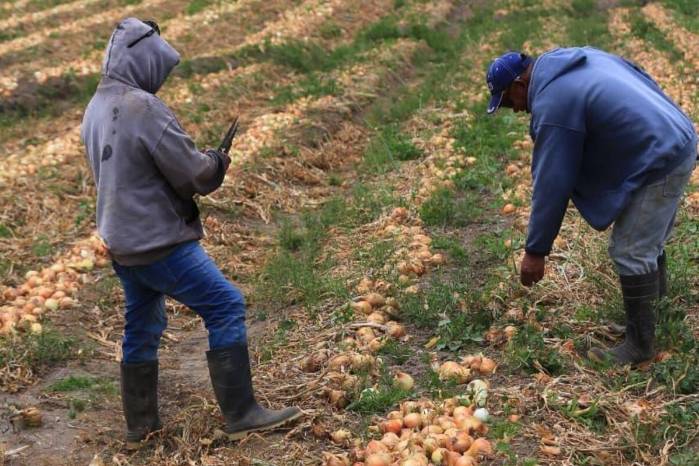 A pesar de las lluvias registradas en los últimos meses, los consumidores tendrán suficiente cebolla para la época de gran demanda que se aproxima, según el MIDA.