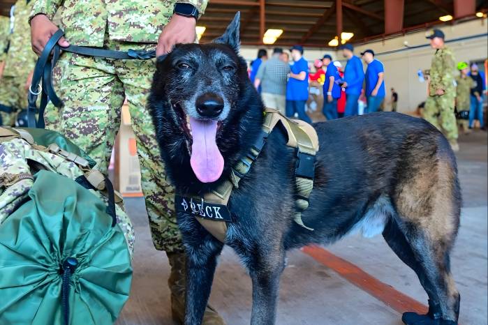 Los perros rescatistas forman parte de la delegación salvadoreña, que llegó a Venezuela este jueves.