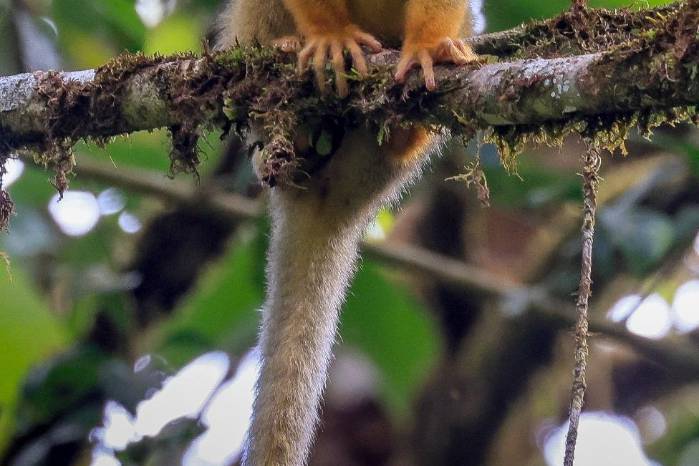 Dos iniciativas para conservar los bosques en Chiriquí