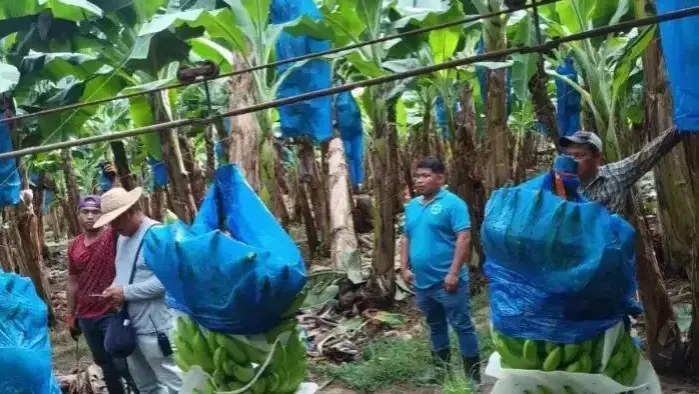 Mulino sanciona ley que crea un régimen especial para los trabajadores de las bananeras