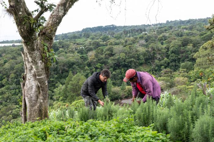 La huerta en Finca Centura provee de vegetales, frutas y hierbas aromáticas al restaurante.