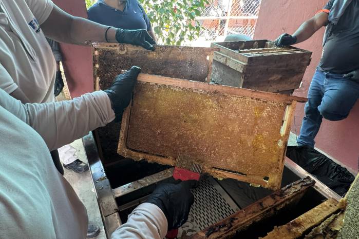 Fotografía cedida por la investigadora panameña Ruth del Cid donde se muestra a una mujer extrayendo miel de un panal en París (Panamá).