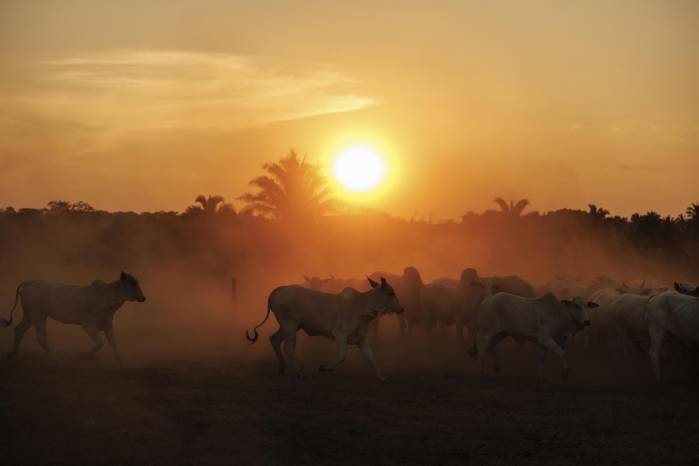 Fotografía del 15 de septiembre de 2025 que muestra ganado en una hacienda en el municipio de São Geraldo do Araguaia, en el estado de Pará.