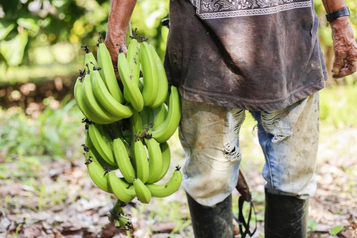 Tras las protestas en Bocas del Toro y el cierre de Chiquita, las exportaciones de banano cayeron al 7.5% al cierre de 2025.