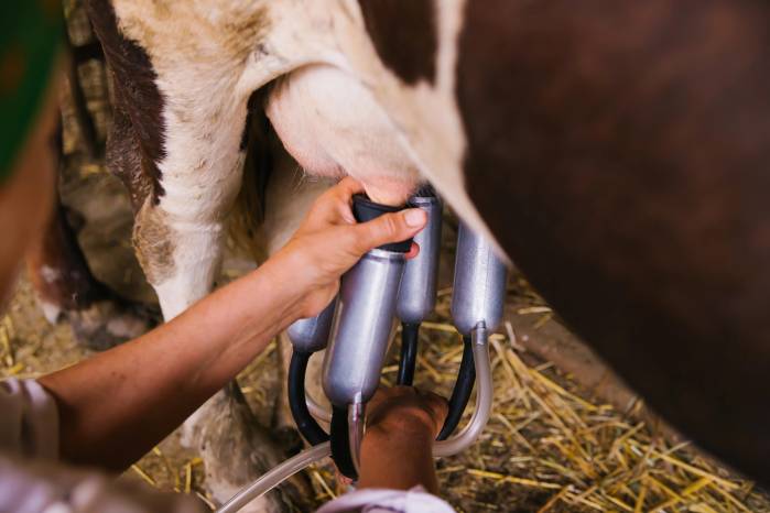 La ley promueve la instalación de plantas procesadoras y el desarrollo de productos derivados de la leche fresca nacional, como quesos, yogures y leche en polvo