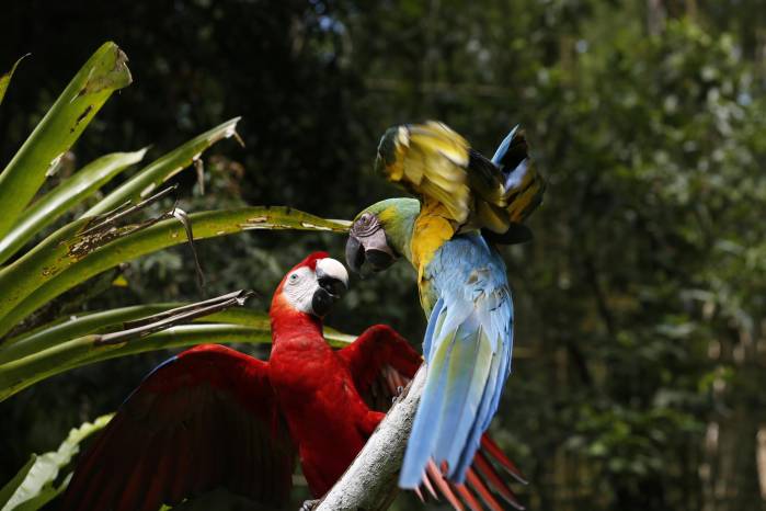 Estas majestuosas aves forman parte de los esfuerzos de conservación en reservas naturales panameñas.