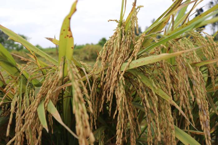 Con 50 años de historia, el proyecto de arroz del IDIAP ha liberado 25 variedades comerciales y cuatro biofortificadas.