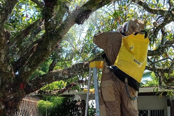 Bomberos atienden múltiples capturas de abejas en zonas urbanas del país.