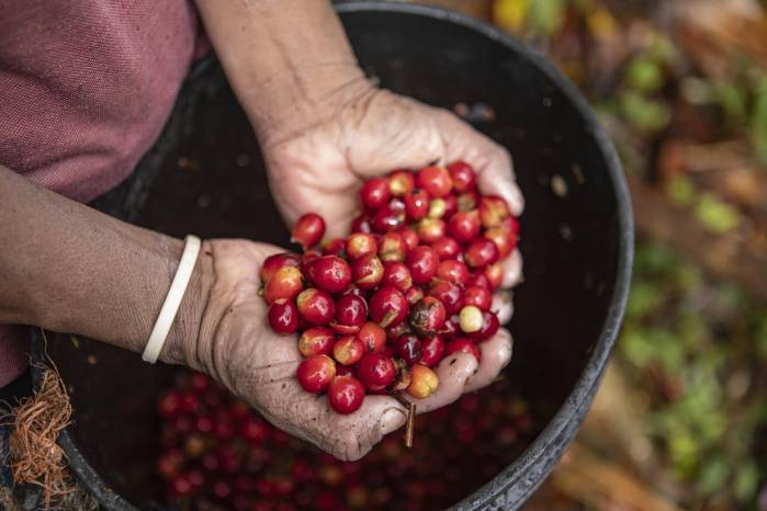 La producción cafetalera de Boquete también impulsa emprendimientos locales y promueve prácticas sostenibles.