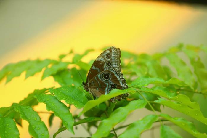 Mariposario ‘Alas del Bosque’, dentro del Parque Natural Metropolitano.