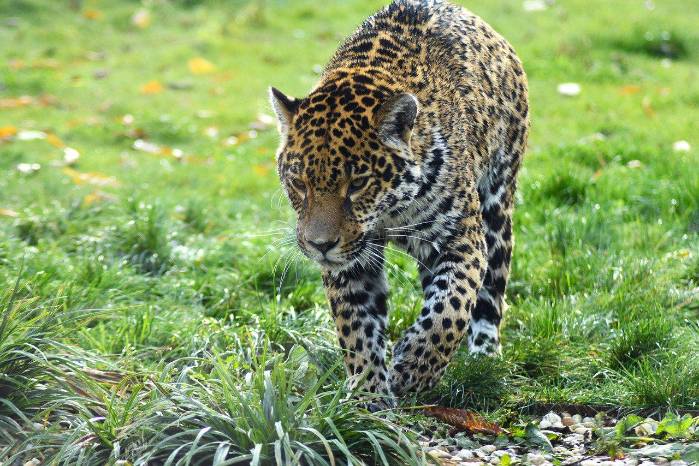 El primer censo de jaguares en Panamá destaca la conservación y el rol femenino en la protección de esta especie.
