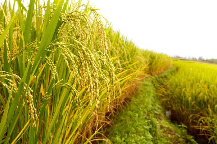 La producción de arroz, grano básico de la dieta de los panameños, requiere sistemas de riego frente a ‘El Niño’.