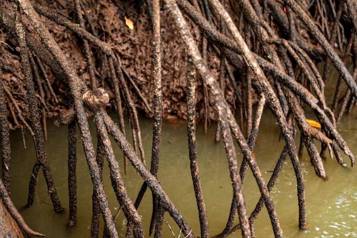 Los manglares del golfo de Montijo son importantes para conservar la biodiversidad y para el sustento humano.