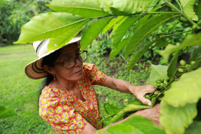 La producción de este café de bajura se realiza mediante técnicas orgánicas y sin pesticidas, un valor agregado clave para su reciente incursión en el mercado formal.