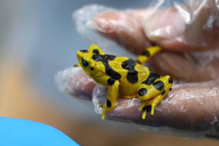 Fotografía que muestra una rana dorada en el Instituto Smithsonian de Investigaciones Tropicales (STRI), en Gamboa, Ciudad de Panamá (Panamá). EFE/ Carlos Lemos