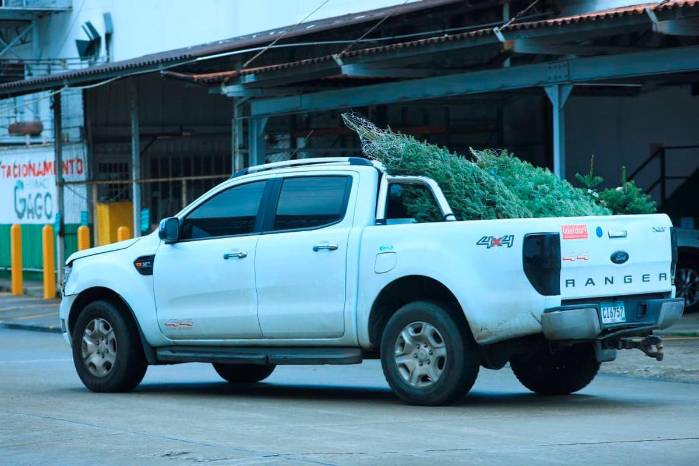 Cada contenedor puede transportar 1,000 árboles de menor tamaño y en el caso de los ejemplares más grandes entre 400 y 600 unidades.