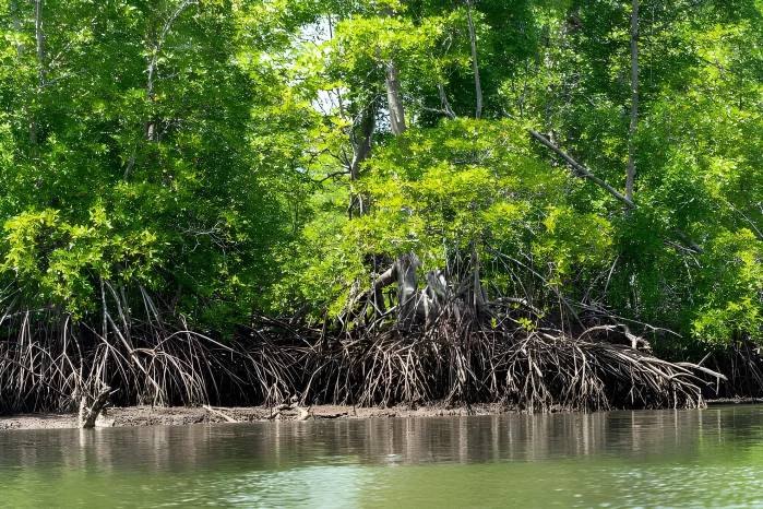 Según MiAmbiente, la plataforma facilita el acceso y seguimiento de la información relacionada con los proyectos sometidos a evaluación ambiental, ya que permite consultar su estado en tiempo real.