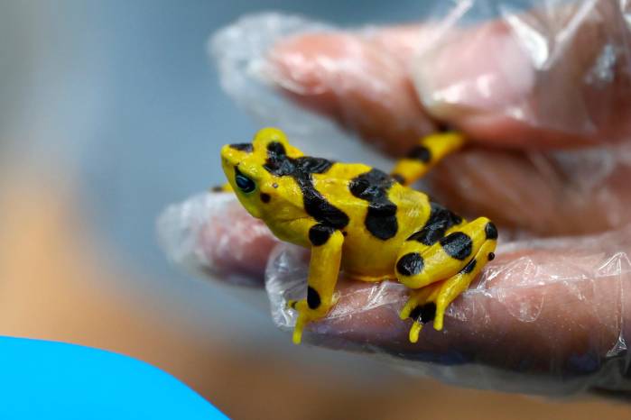 Desde el 2009 no se ha visto una rana dorada en su hábitat natural, el área montañosa central de Panamá.