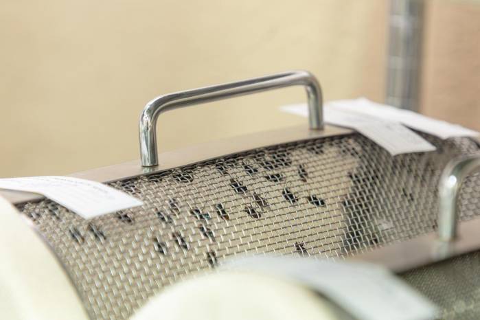 Moscas en un recipiente en las instalaciones de la Comisión Panamá-Estados Unidos para la Erradicación y Prevención del Gusano Barrenador del Ganado (COPEG).