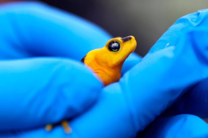 Un nuevo ensayo ha intentado liberar gradualmente a un centenar de esas diminutas ranas, sin embargo, la tasa de supervivencia fue baja, con un 30 %.