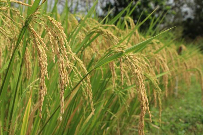 Mientras que los productores de arroz se quejaron por supuesta exclusión en las ferias del IMA, el director de esta institución dijo que no había suficiente arroz y por ello se recurría a la importación.
