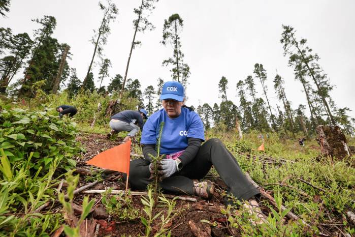 Cox estima haber contribuido a la plantación de cerca de 45.000 árboles en comunidades próximas a sus centros de operación.