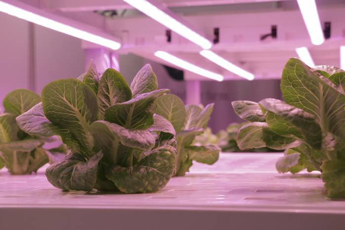 Lechuga cultivada en ambiente controlado.