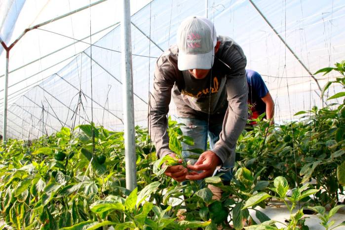 Entre enero y diciembre de 2025, el BDA recuperó $38.6 millones en capital y $3.4 millones en intereses, según la Gerencia de Crédito de la entidad.