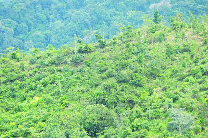 ’La Estrella de Panamá’ se desplazó a un bosque de generación ubicado en las montañas de María Chiquita, en Colón.