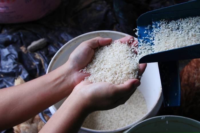 La producción anual de arroz en el país es de aproximadamente 7 millones de quintales al año.