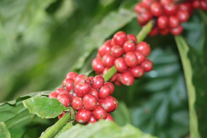 Se trata de la fracción arancelaria 0901.11.30.00.00, denominada café oro.