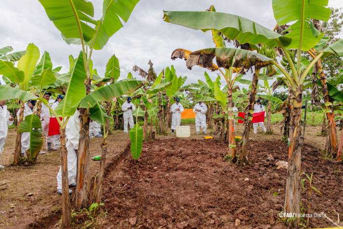 De manera complementaria, la FAO apoya el fortalecimiento de capacidades para la gestión de riesgos fito-zoosanitarios y climáticos bajo el enfoque de “Una Sola Salud”, integrando la salud humana, animal, vegetal y ambiental como pilares de la prevención y respuesta ante amenazas emergentes.