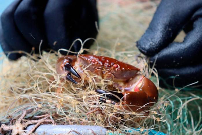 Estas redes son un riesgo ecológico porque siguen “pescando” especies y dañan hábitats.