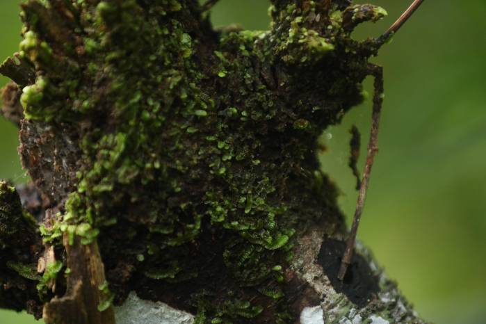 La biodiversidad se genera en un terreno que antes no era un bosque como tal.