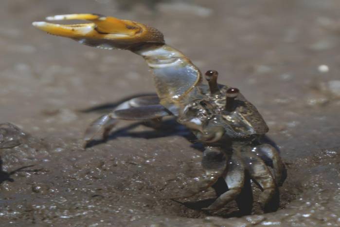 La nueva especie de cangrejo violinista Leptuca bacillopilosa