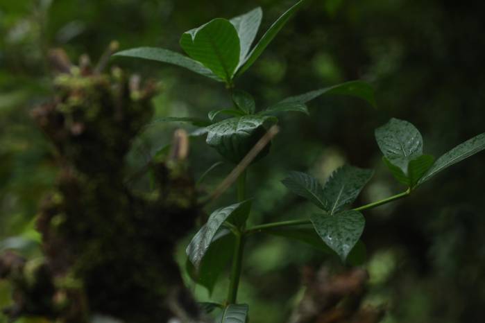 La cuenca hidrográfica del Canal de Panamá, un espacio repleto de biodiversidad.
