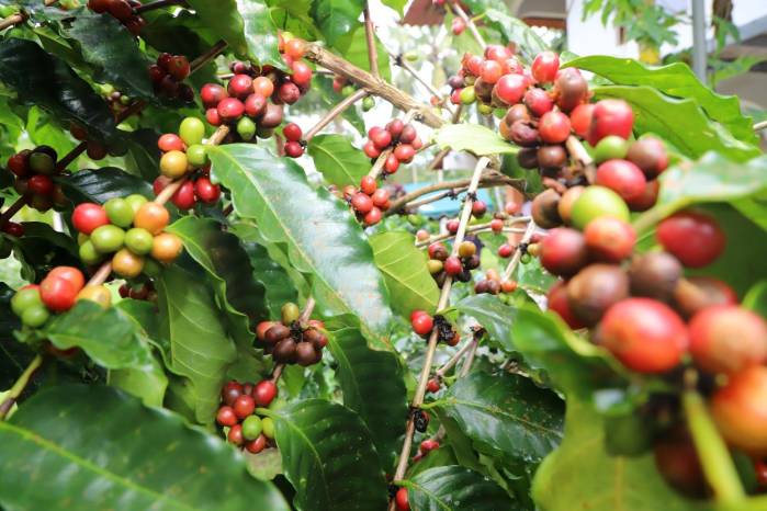 La iniciativa permitirá multiplicar la producción de café por hectárea y asegurar mejores precios.
