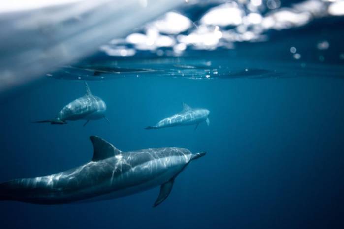 El acuerdo permitirá un muestreo biológico no invasivo a especímenes de delfines en altamar.