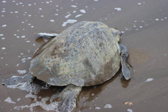 La iniciativa busca fortalecer la conservación de las tortugas marinas en Panamá.